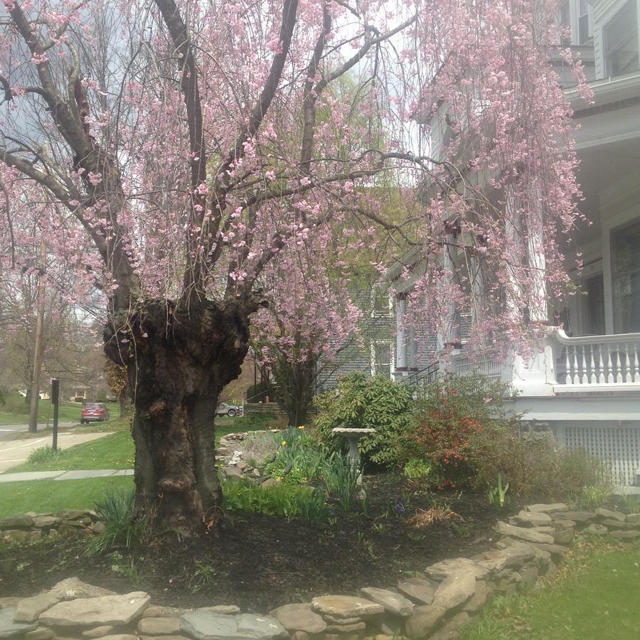 Victorian Charm Inn Towanda Exterior foto